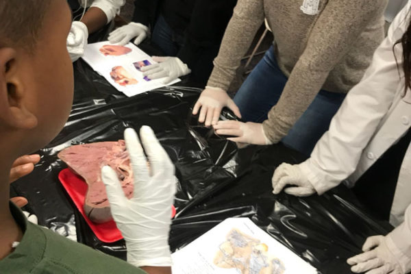 1-27-18-science-in-the-city-dissections-workshop-at-miami-lakes-library-7 Exploring Parallels Between Animal and Human Anatomy STEM Workshop at Miami Lakes Library
